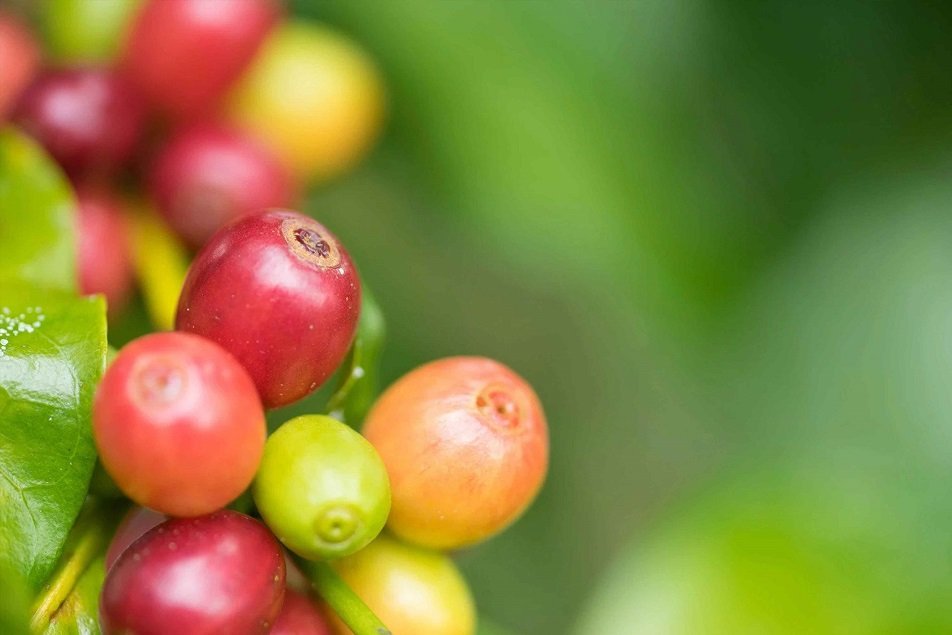 Environment & Caffè di Artisan